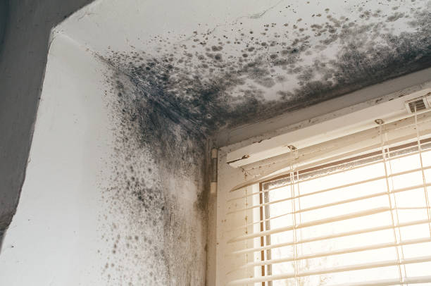 Affordable Mold Remediation solutions in Hampton, IL
